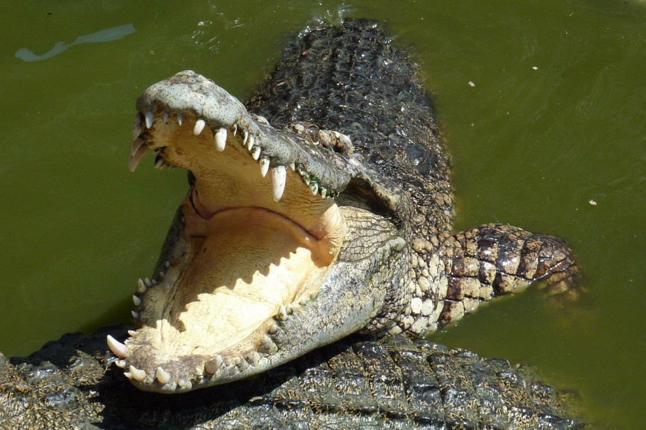 Tajlandia: mięso z hodowlanego krokodyla jest prawie dwukrotnie tańsze niż wieprzowina; Fot.pixabay.com