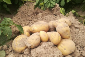 Ziemniak skrobiowy - plon bulw w 2021 wysoki, ale niska zawartość skrobi