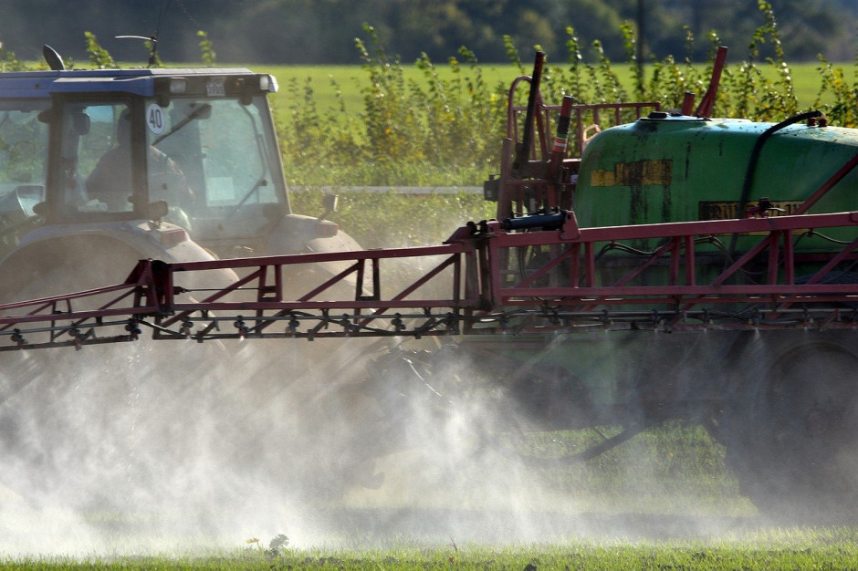 Francuscy plantatorzy buraków cukrowych prawdopodobnie będą mogli ponownie w tym roku użyć nasion zaprawionych neonikotynoidami; Fot . pixabay.com