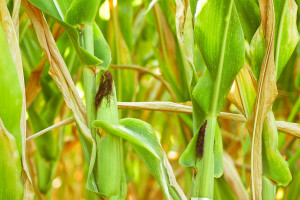 Nowy wykaz zakazanych odmian kukurydzy MON 810
