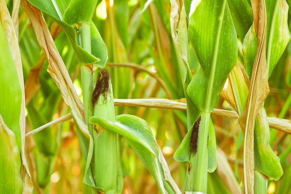 Uaktualniono wykaz zakazanych odmian kukurydzy; fot. Barbwire99 z Pixabay