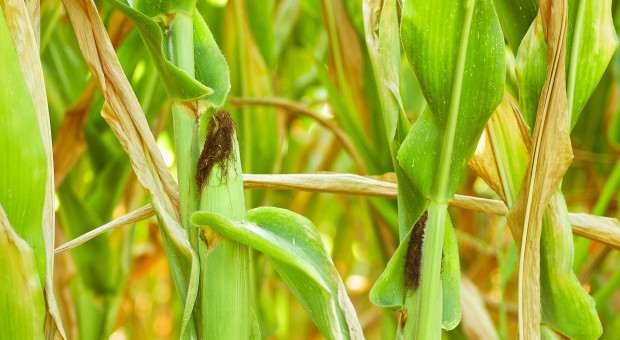 Nowy wykaz zakazanych odmian kukurydzy MON 810