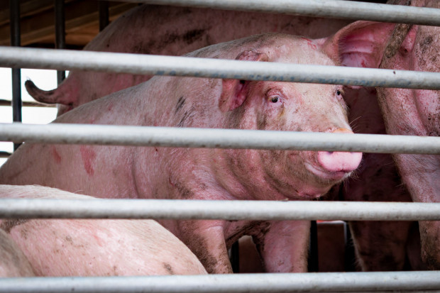 Import świń i wieprzowiny mniejszy niż się powszechnie uważa?[Aktualizacja]
