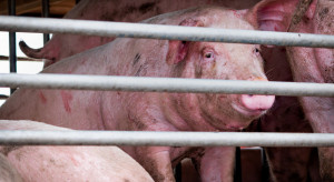 Import świń i wieprzowiny mniejszy niż się powszechnie uważa?[Aktualizacja]