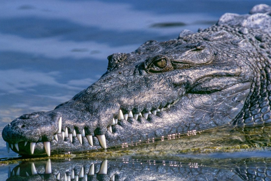 Mięso krokodyli stało sie zamiennikiem wieprzowiny w Tajlandii, Foto: Pixabay/Pexels