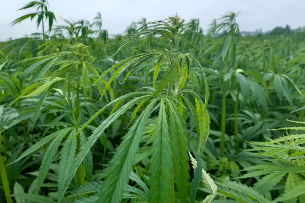 Na plantacjach konopi w województwie podkarpackim zaobserwowano występowanie mszycy konopnej; Fot. AK Jakie patogeny zaatakowały w roku 2021 len, konopie oraz uprawy zielarskie?