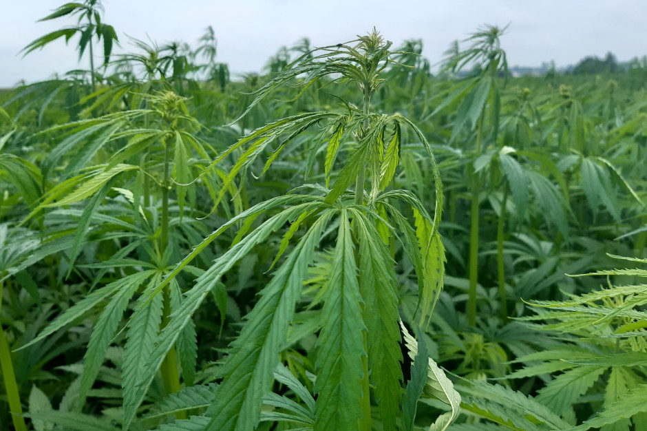 Na plantacjach konopi w województwie podkarpackim zaobserwowano występowanie mszycy konopnej; Fot. AK