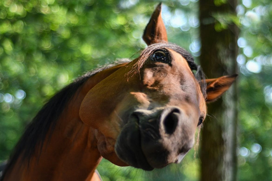 Przy internetowych zakupach łatwo można zostać "zrobionym w konia", Foto: pixabay