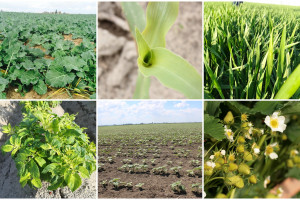 Pierwszy biostymulator od Syngenty