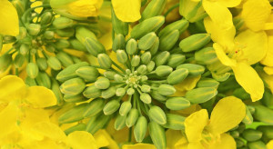 Jakie rośliny oleiste uprawiać w ramach Europejskiego Zielonego Ładu: rzepak, soję czy słonecznik?