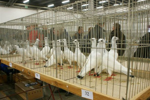 Psy zagryzły w hodowli 35 gołębi pocztowych