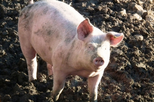 Komisja rolnictwa PE wzywa KE do interwencji na rynku mięsa wieprzowego