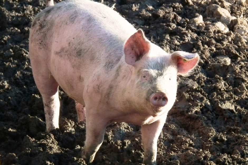 DG AGRI chce interwencji KE na rynku wieprzowiny; fot. papaya45 z Pixabay