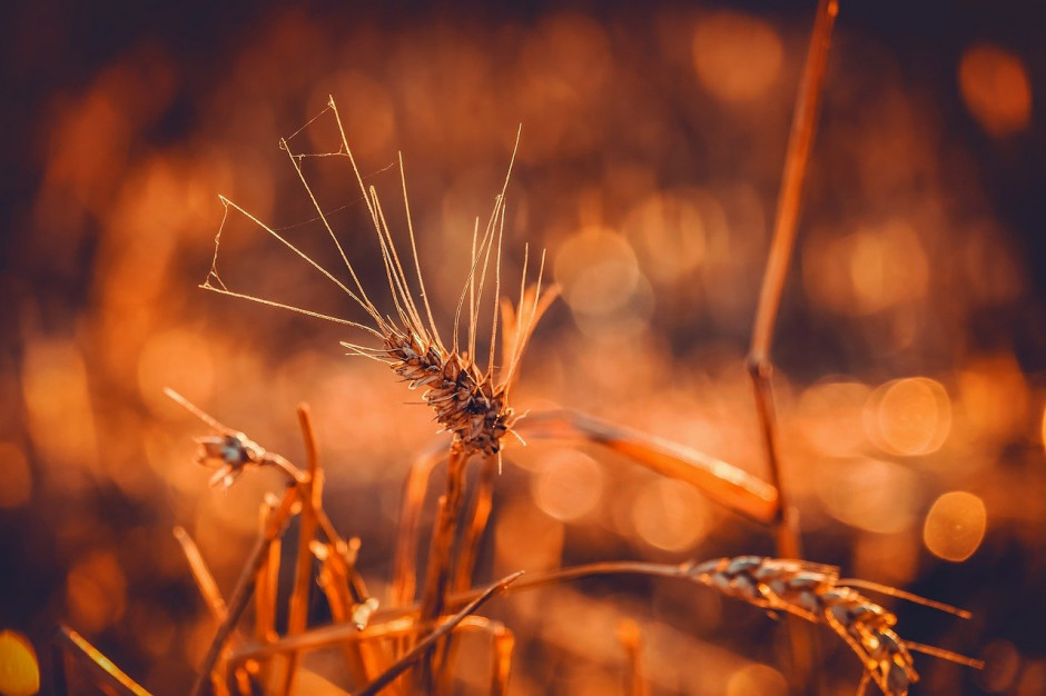 Rosja zwiększa uprawę pszenicy twardej; fot. pixabay.com
