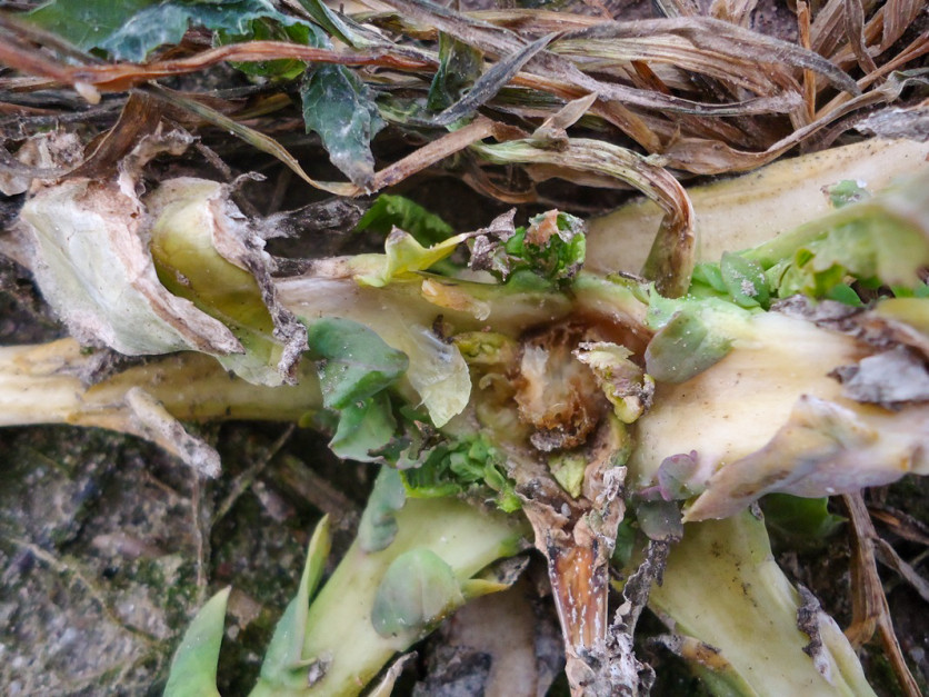 Uszkodzenie stożka wzrostu oraz przemrożenie szyjki korzeniowej i korzenia to sygnały mówiące o tym, że roślina nie jest w stanie się zregenerować po zimie 