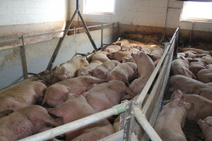 Płynne żywienie świń sposobem na przetrwanie trudnych czasów?