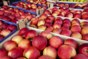 Przechowywanie jabłek staje się drogie