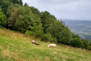Małopolskie: 2 mln zł na wsparcie wypasu owiec na terenach cennych przyrodniczo i krajobrazowo