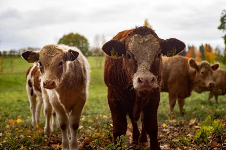 Prawo zezwala na trzymanie bydła na uwięzi, ale sąd miał swoje zdanie, Foto: Pixabay