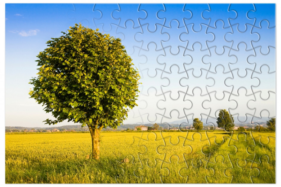 Holding ma być spółką zbudowaną na bazie Krajowej Spółki Cukrowej, fot. Shutterstock