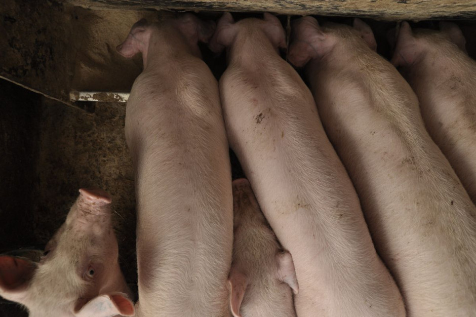 Hodowcy świń coraz więcej dokładają do swojej produkcji, a w skupach żywca ceny są mizerne. fot. PTWP