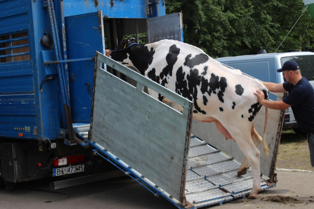 Krupiński: Coraz więcej hodowców likwiduje produkcję mleka