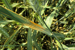 Nowe wyzwania w ochronie fungicydowej zbóż
