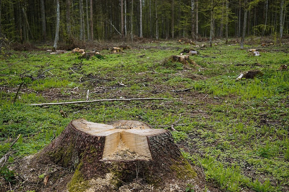 Pijany drwal odpowie za zniszczenie linii energetycznej, zdjęcie ilustracyjne: Policja