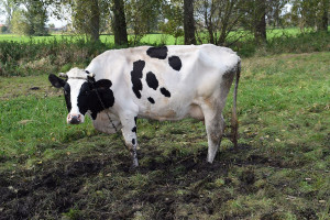 Wielkopolskie: nie żyje rolnik, którego kopnęła krowa