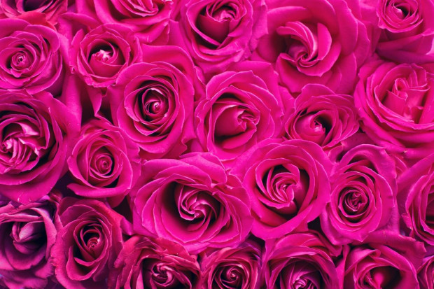 Bronisze: ponad 200-proc. wzrost sprzedaży róż na Walentynki