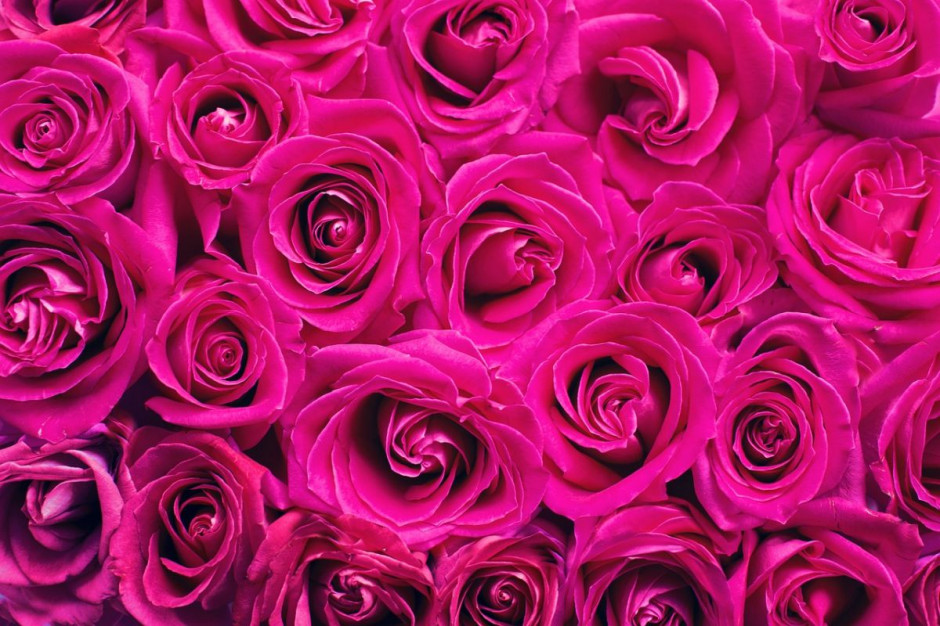 Sprzedaż róż wzrosła z okazji Walentynek, Foto: Pixabay/JillWellington