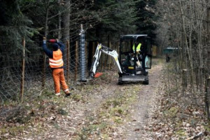 Ogrodzenia zapachowe w wielkopolskich lasach