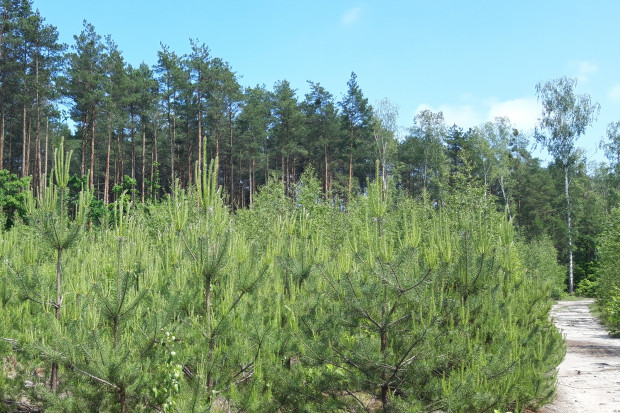Wsparcie na inwestycje w lasach prywatnych: start naboru 20 czerwca