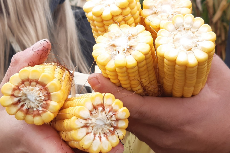 Kukurydza – uprawa bez problemów? To mit; Fot. A. Kobus