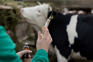 Sprzedaż antybiotyków dla zwierząt w Europie spadła prawie o połowę