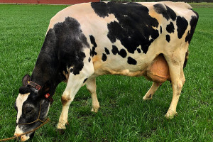 200 tys. kg mleka od jednej krowy? Da się!