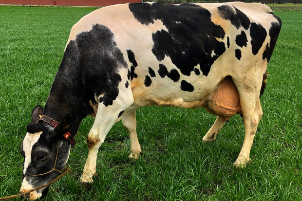 200 tys. kg mleka od jednej krowy? Da się!
