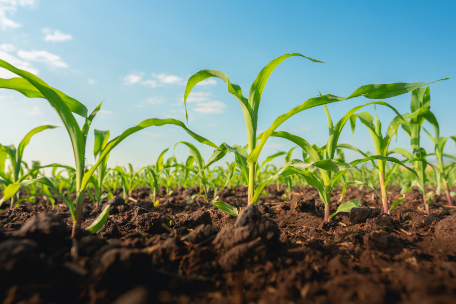 Siew kukurydzy w czerwcu jest możliwy, ale nieco ryzykowny
