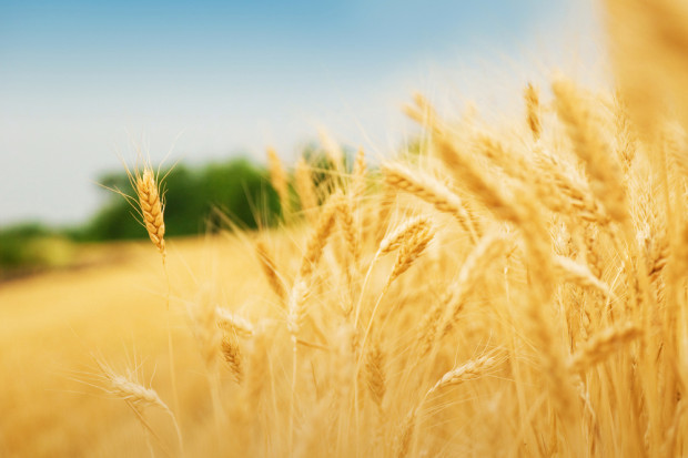 Prognozowane zbiory pszenicy w Rosji w 2022 r. mają przekroczyć 84 mln ton