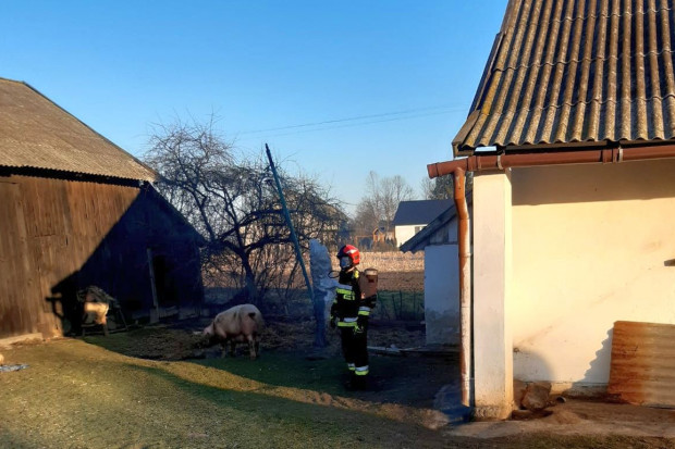Większośc trzody udało się strażakom ocalić z pożaru, Foto: PSP Kazimierza Wielka Pożar w gospodarstwie – zginęły prosięta i pies