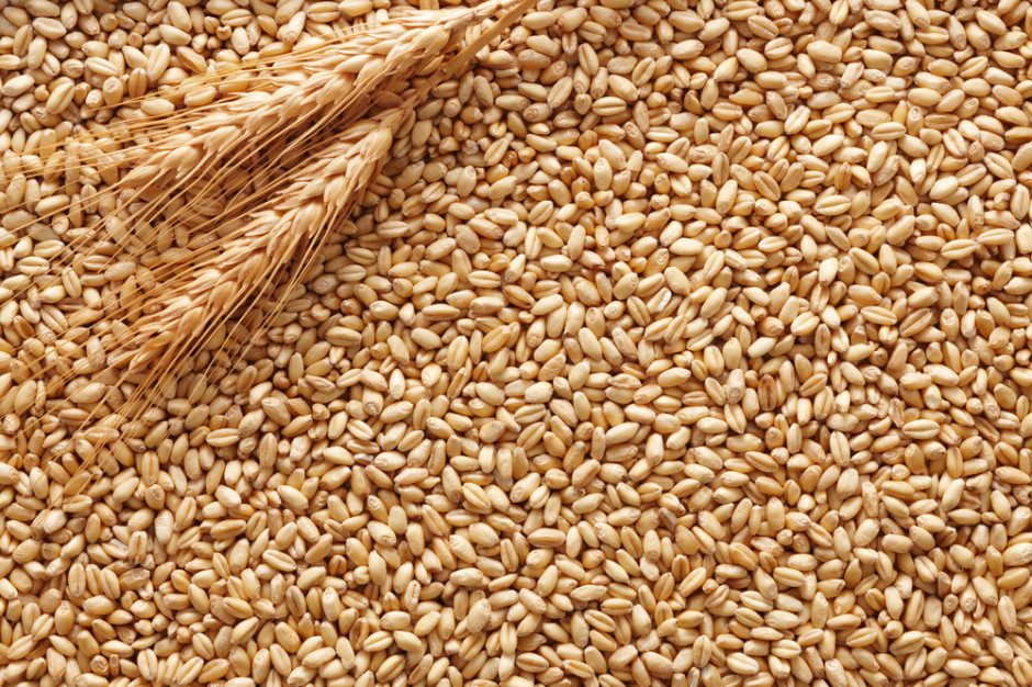 Aktualnie skupujący płacą maksymalnie 1720 zł netto za tonę pszenicy konsumpcyjnej, fot. Shutterstock