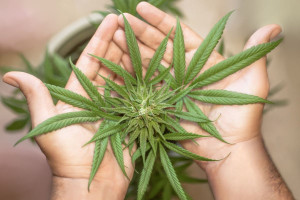Czy rolnik zarobi uprawiając konopie na legalną marihuaną?