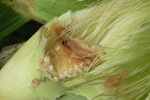 Omacnica prosowianka- czy ma naturalnych wrogów?