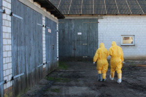 Stowarzyszenie #HodowcyRazem apeluje o skuteczniejszą walkę z ASF