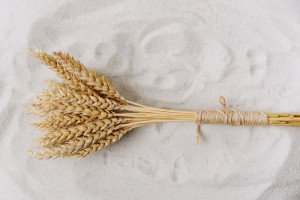 Giełdy zbóż czekają na dzisiejsze raporty USDA