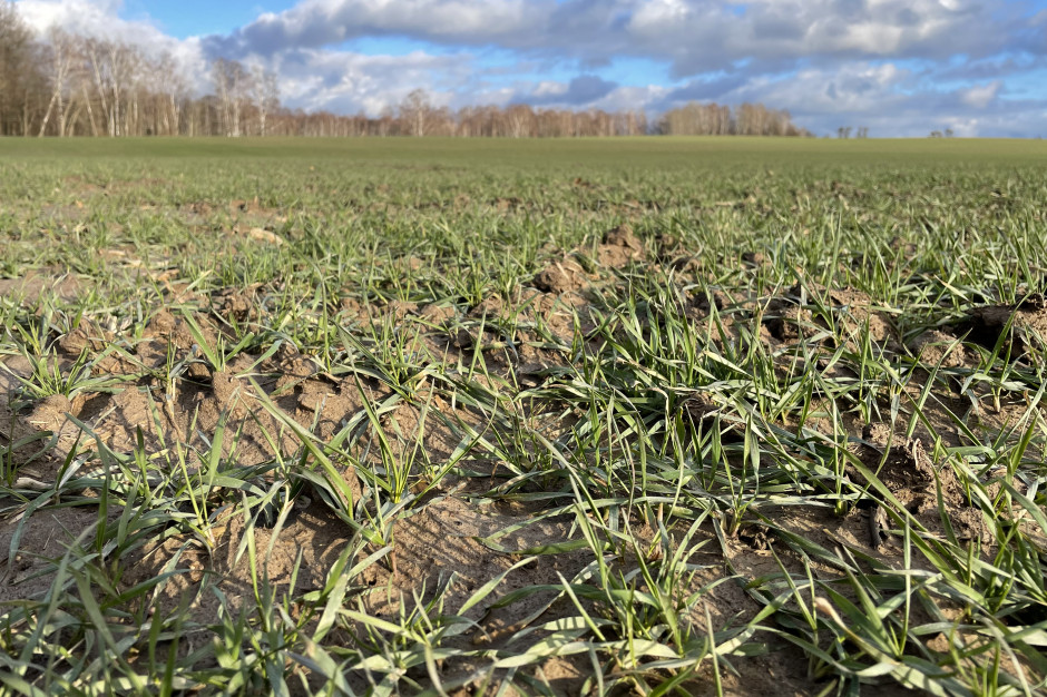 Większość zbóż ozimych i użytków zielonych w Europie dobrze przetrwała zimę; Fot. HJ
