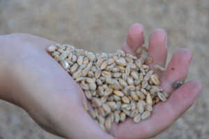 Ceny w skupach zbóż wzrastają. Podaż jest nadal mała