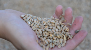 Ceny w skupach zbóż wzrastają. Podaż jest nadal mała