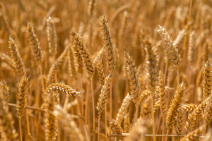 Mocne wzrosty cen zbóż na światowych giełdach