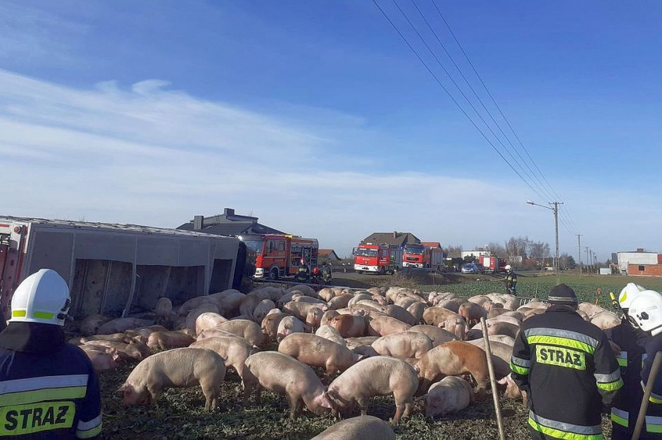 Ciężarówka wioząca świnie wywróciła się na miękkim poboczu, fot. OSP Gozdowo